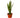 Snake Plant 'Zeylanica' - 4" Pot - NURSERY POT ONLY