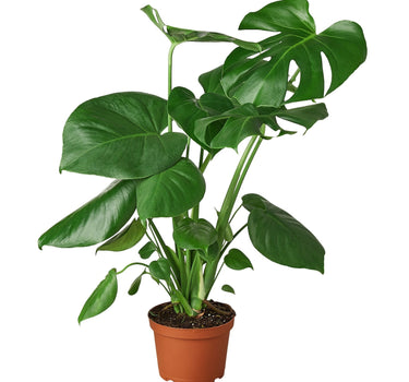 Philodendron Monstera Split-Leaf - 6" Pot - NURSERY POT ONLY