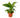 Spathiphyllum 'Peace Lily' - 4" Pot - NURSERY POT ONLY