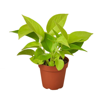 Pothos 'Neon' - 4" Pot - NURSERY POT ONLY