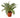 Dracaena 'Warneckii White Jewel' - 4" Pot - NURSERY POT ONLY
