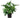 Philodendron ‘Lickety Split'