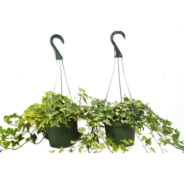 2 English Ivy Variety Pack - FREE Care Guide - 6" Hanging Pot - House Plant Shop