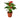 Anthurium 'Red' - 4" Pot - NURSERY POT ONLY