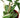 Hoya Carnosa 'Tricolor' - 6" Pot - NURSERY POT ONLY