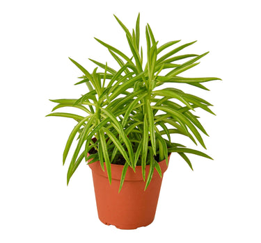 Peperomia 'Green Bean' - 4" Pot - NURSERY POT ONLY
