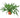 Fern 'Kangaroo Paw' - 6" Pot - NURSERY POT ONLY