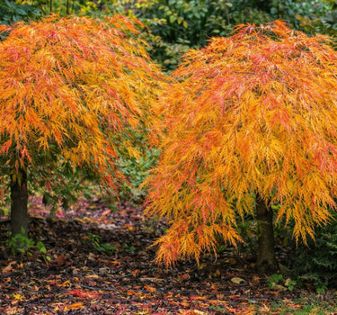 Waterfall Japanese Maple