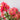 Bellini Raspberry Crape Myrtle blooms