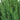 Blue Point Juniper foliage