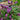 Blueberry Pie™ Butterfly Bush