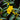 Carolina Jasmine flowers