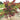 Flame Thrower Redbud