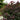 Garden Gems Amethyst Redbud foliage