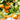 Clementine Mandarin Tree fruit