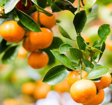 Clementine Mandarin Tree fruit