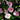 Dream Weaver Camellia