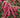 Enchanted Forest® Gay Goblin™ Pieris