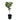 Black Mission Fig Tree