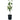 Fignominal Fig Tree