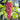 Flame Red Seedless Grape