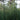 Giant Horsetail Reed