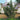 Hollywood Juniper Tree