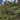 Hollywood Juniper Tree