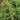 Hollywood Juniper Tree foliage
