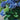 Tilt-A-Swirl® Hydrangea