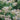 Quick Fire Hydrangea blooms