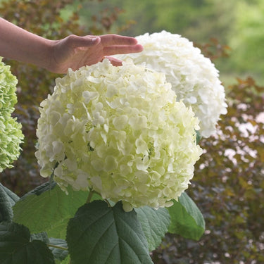 Incrediball Hydrangea bloom
