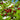 Juliet Cherry Tree