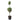 Blue Point Juniper Topiary