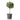 Blue Point Juniper Topiary
