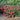 Bellini Raspberry Crape Myrtle