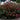 Bellini® Strawberry Crape Myrtle