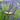 Phenomenal Lavender