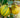 Eureka Pink Variegated Lemon Bush fruit