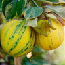 Eureka Pink Variegated Lemon Bush fruit