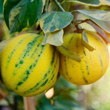 Eureka Pink Variegated Lemon Bush fruit