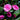 Purple Haze Camellia