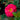 Cinnamon Hearts™ Rose