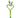 Dracaena 'Lucky Bamboo' (Heart Shape)