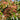 Temple of Bloom