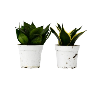 Snake Plant Variety Packs - 4" Pot