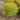 Pineapple Poprocks® Spiraea