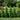 Private Jet™ Arborvitae