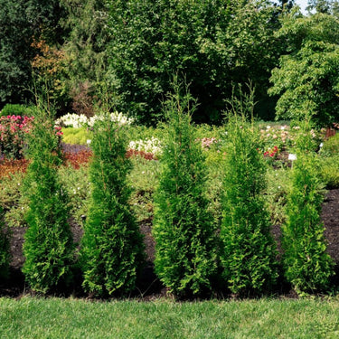 Private Jet™ Arborvitae