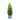 Private Jet™ Arborvitae